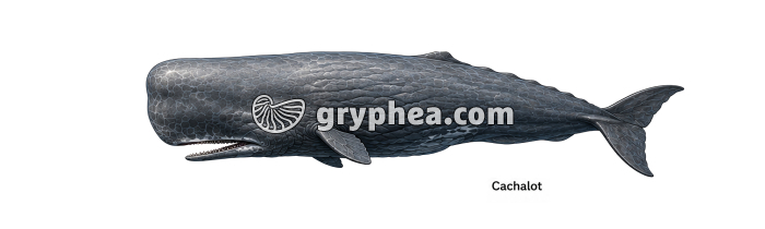 Grand Cachalot (Physeter macrocephalus) - gryphea.org